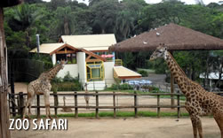 Zoo Safari